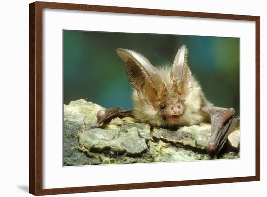 Long-Eared Bat Close-Up-null-Framed Photographic Print