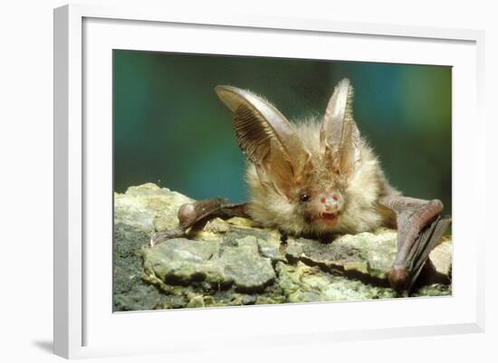 Long-Eared Bat Close-Up-null-Framed Photographic Print