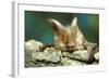 Long-Eared Bat Close-Up-null-Framed Photographic Print