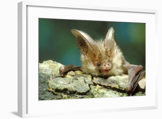 Long-Eared Bat Close-Up-null-Framed Photographic Print