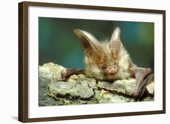 Long-Eared Bat Close-Up-null-Framed Photographic Print