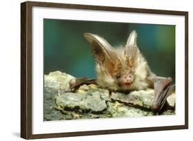 Long-Eared Bat Close-Up-null-Framed Photographic Print