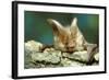 Long-Eared Bat Close-Up-null-Framed Photographic Print