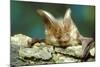 Long-Eared Bat Close-Up-null-Mounted Photographic Print