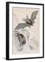 Long-Eared Bat (Plectorus Auritu), 1828-null-Framed Giclee Print