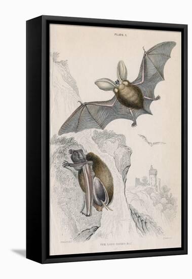 Long-Eared Bat (Plectorus Auritu), 1828-null-Framed Stretched Canvas