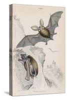Long-Eared Bat (Plectorus Auritu), 1828-null-Stretched Canvas