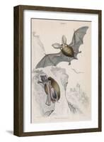 Long-Eared Bat (Plectorus Auritu), 1828-null-Framed Giclee Print