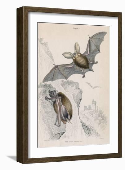 Long-Eared Bat (Plectorus Auritu), 1828-null-Framed Giclee Print