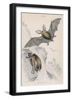 Long-Eared Bat (Plectorus Auritu), 1828-null-Framed Giclee Print