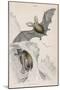 Long-Eared Bat (Plectorus Auritu), 1828-null-Mounted Giclee Print