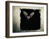 Long Eared Bat-null-Framed Premium Photographic Print