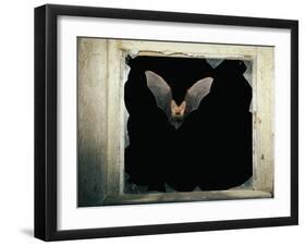 Long Eared Bat-null-Framed Premium Photographic Print