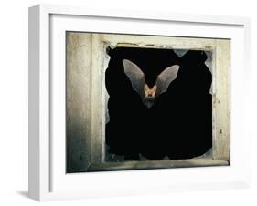 Long Eared Bat-null-Framed Premium Photographic Print