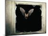 Long Eared Bat-null-Mounted Premium Photographic Print