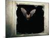 Long Eared Bat-null-Mounted Photographic Print