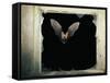 Long Eared Bat-null-Framed Stretched Canvas