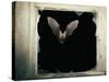 Long Eared Bat-null-Stretched Canvas