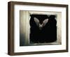 Long Eared Bat-null-Framed Photographic Print