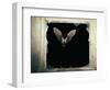 Long Eared Bat-null-Framed Photographic Print