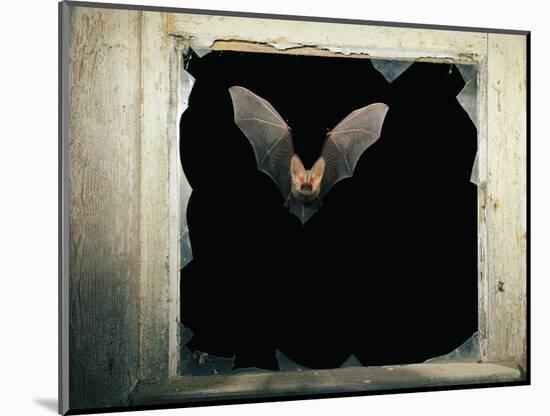 Long Eared Bat-null-Mounted Photographic Print