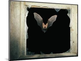 Long Eared Bat-null-Mounted Photographic Print