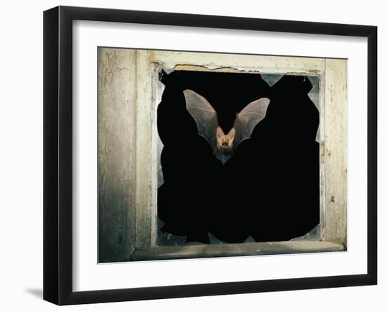 Long Eared Bat-null-Framed Photographic Print
