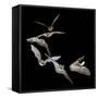 Long Eared Bat-null-Framed Stretched Canvas