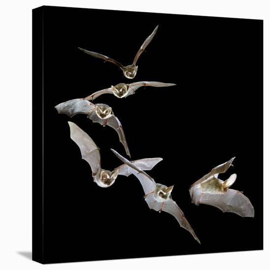 Long Eared Bat-null-Stretched Canvas