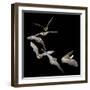 Long Eared Bat-null-Framed Photographic Print