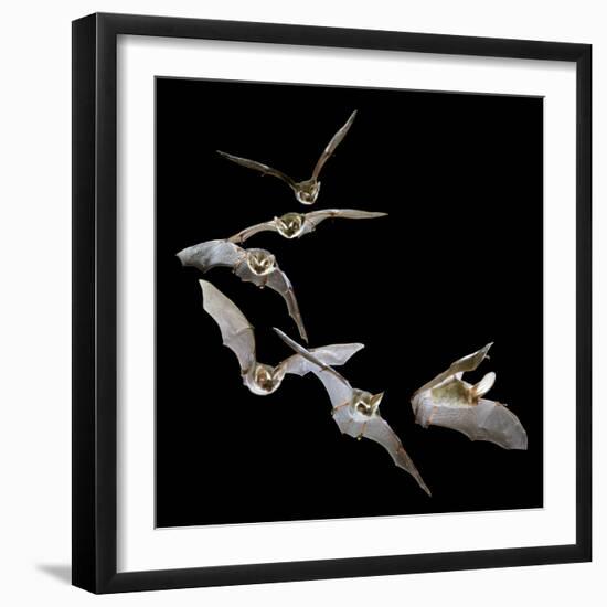 Long Eared Bat-null-Framed Photographic Print