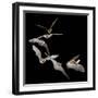 Long Eared Bat-null-Framed Photographic Print