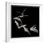 Long Eared Bat-null-Framed Photographic Print