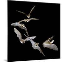 Long Eared Bat-null-Mounted Photographic Print