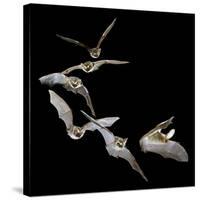 Long Eared Bat-null-Stretched Canvas