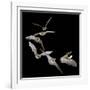 Long Eared Bat-null-Framed Photographic Print