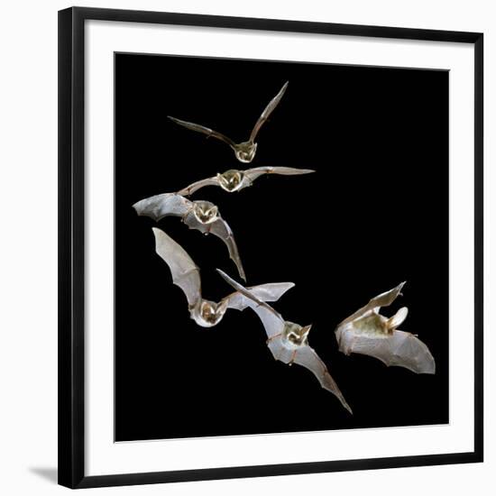 Long Eared Bat-null-Framed Photographic Print