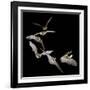 Long Eared Bat-null-Framed Photographic Print