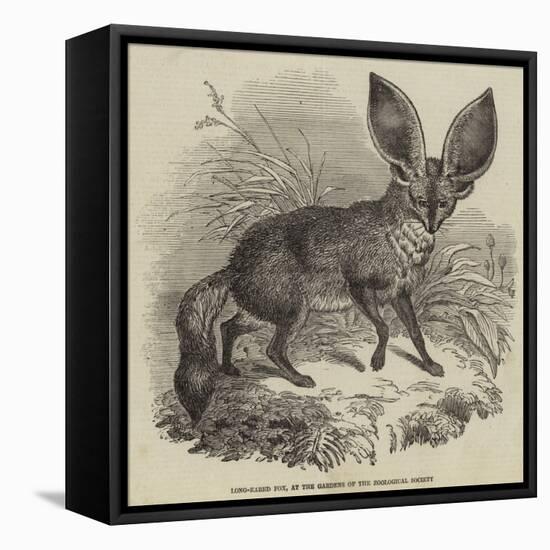 Long-Eared Fox, at the Gardens of the Zoological Society-null-Framed Stretched Canvas