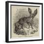 Long-Eared Fox, at the Gardens of the Zoological Society-null-Framed Giclee Print