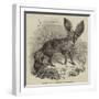 Long-Eared Fox, at the Gardens of the Zoological Society-null-Framed Giclee Print