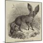 Long-Eared Fox, at the Gardens of the Zoological Society-null-Mounted Giclee Print