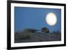 Long-eared hedgehog (Hemiechinus auritus) at night with the moon, Gobi Desert, Mongolia-Valeriy Maleev-Framed Photographic Print