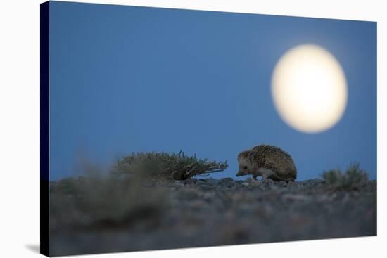 Long-eared hedgehog (Hemiechinus auritus) at night with the moon, Gobi Desert, Mongolia-Valeriy Maleev-Stretched Canvas