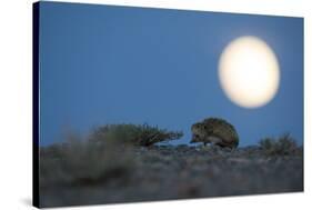 Long-eared hedgehog (Hemiechinus auritus) at night with the moon, Gobi Desert, Mongolia-Valeriy Maleev-Stretched Canvas