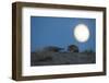 Long-eared hedgehog (Hemiechinus auritus) at night with the moon, Gobi Desert, Mongolia-Valeriy Maleev-Framed Photographic Print