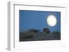 Long-eared hedgehog (Hemiechinus auritus) at night with the moon, Gobi Desert, Mongolia-Valeriy Maleev-Framed Photographic Print