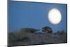 Long-eared hedgehog (Hemiechinus auritus) at night with the moon, Gobi Desert, Mongolia-Valeriy Maleev-Mounted Photographic Print