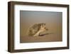 Long-eared hedgehog (Hemiechinus auritus) Gobi Desert, Mongolia. May.-Valeriy Maleev-Framed Photographic Print