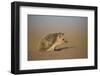 Long-eared hedgehog (Hemiechinus auritus) Gobi Desert, Mongolia. May.-Valeriy Maleev-Framed Photographic Print